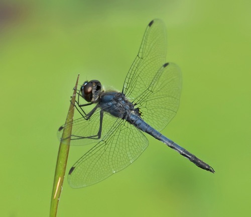 Male
2012_05_04_Chesterfield_SC